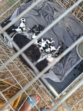 7 Cocker Jack Puppies