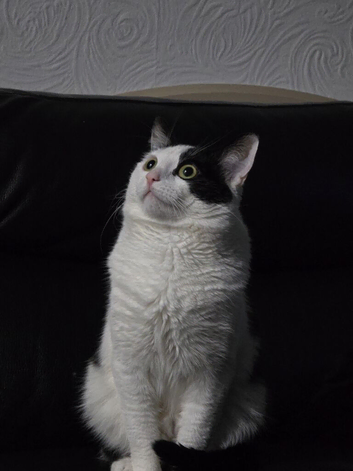 Indoor Cat Looking for a New Family