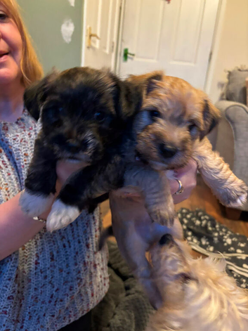 Westie cross Yorkie puppies