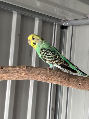 1 female budgie