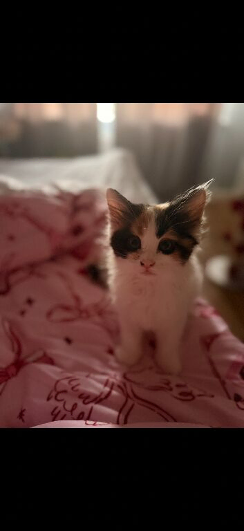 Bonded kittens.