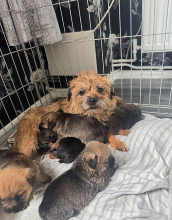 Border terrier pups
