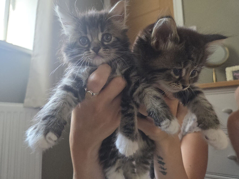 Last Kitten For Sale