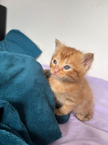 Kittens