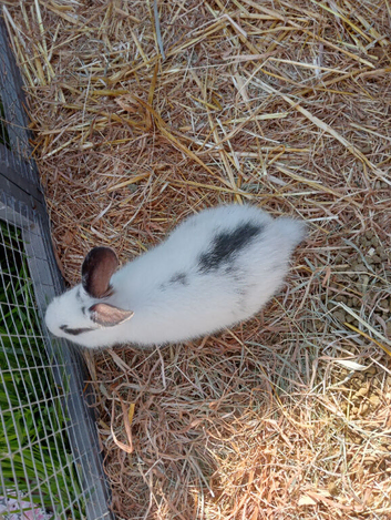 Baby bunnies