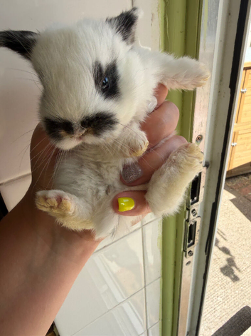 6 mini lion lops bunnies left