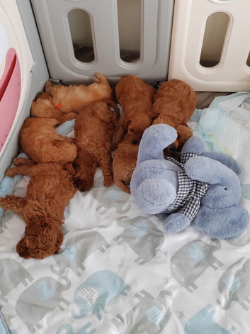 TOY CAVAPOO PUPPIES DNA HEALTH TESTED PARENT AND GRANDPARENTS