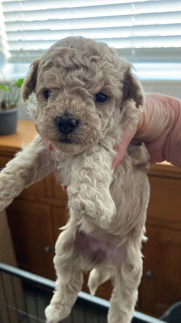 Cream toy poodle puppies