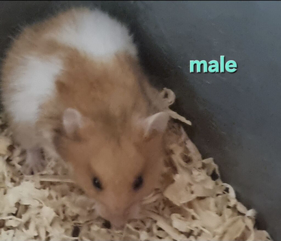 Syrian hamsters for sale