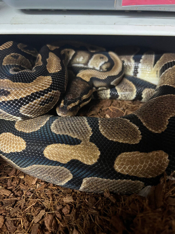 Royal Pythons