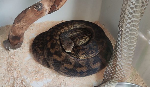 Adult pair Simalia Amethistina Merauke scrub python
