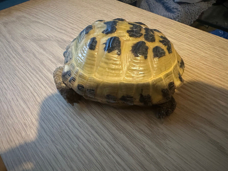 Female horse field tortoise