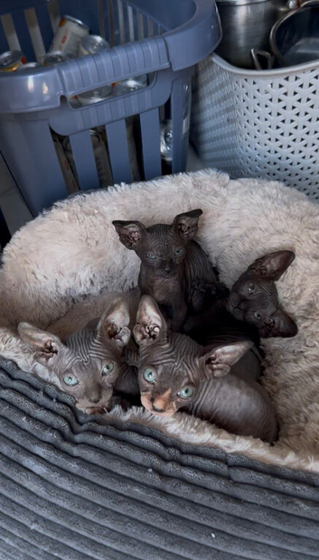 Beautiful Sphynx Kittens &ndash; Ready to Leave Now