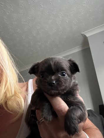 4 stunning chihuahua puppies