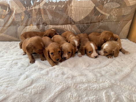 Working cocker spaniel