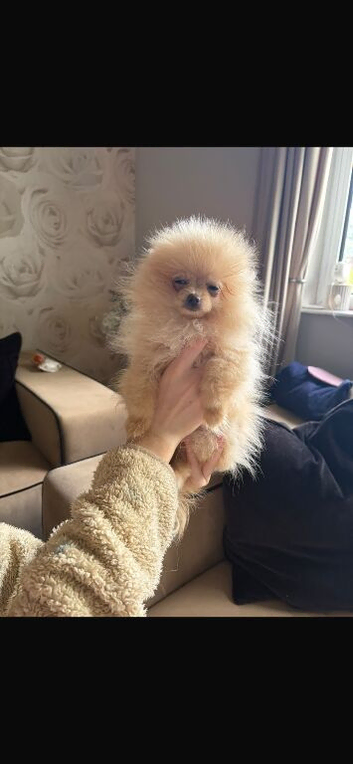 KC Reg Pomeranian Puppy's