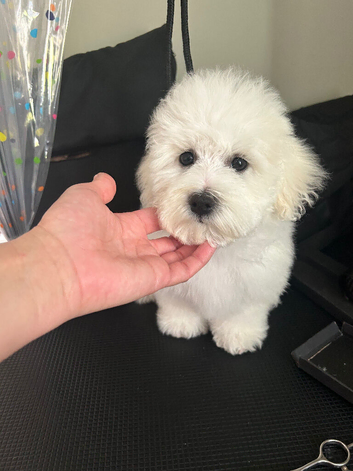 Bichon Frise (only one little girl left)