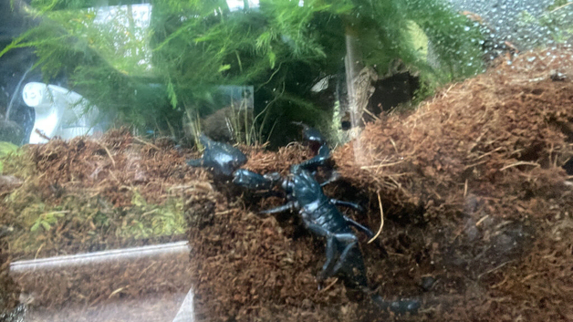 Asian forest scorpion