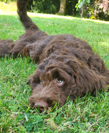 I'AM  HANDSOME F1 SPROODLE PUPPY
