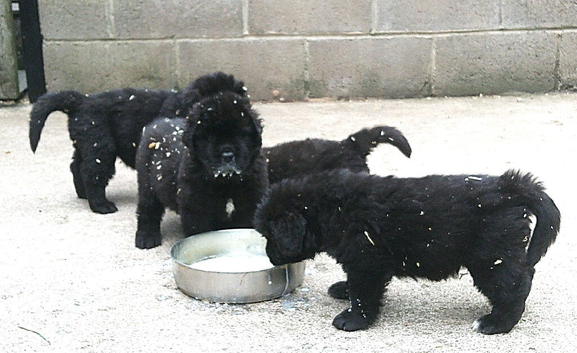 Full pedigree Newfoundland puppies