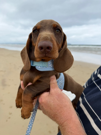 Miniature Dacshund Pup