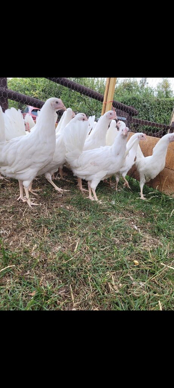White leghorns