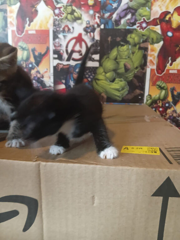 Kittens 6 weeks old