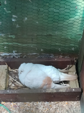 2 pairs German owl pigeons
