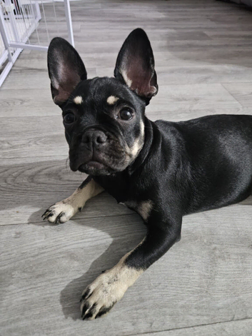 5 month puppy for sale