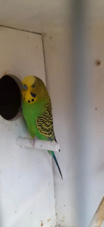 Greens budgies