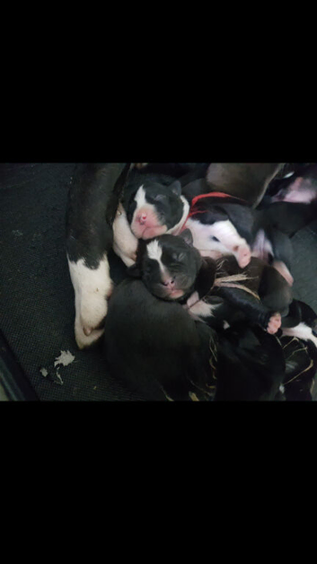 Staffordshire Puppies