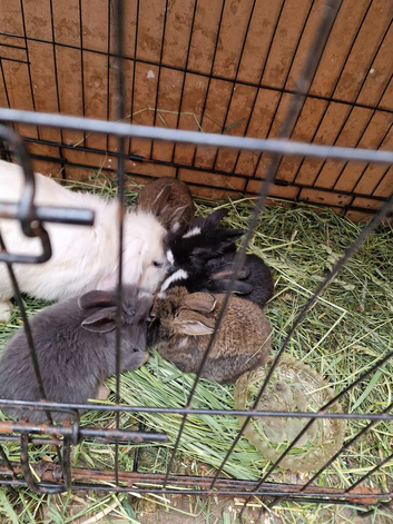 Mixed breed rabbits for sale