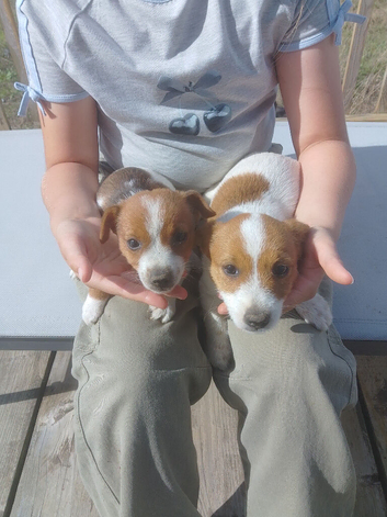 Jack russel puppys