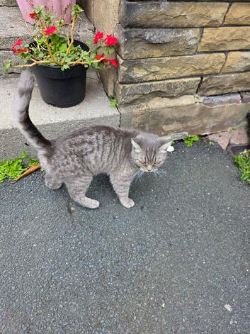 Kittens x BSH