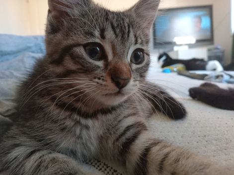 2 beautiful kittens
