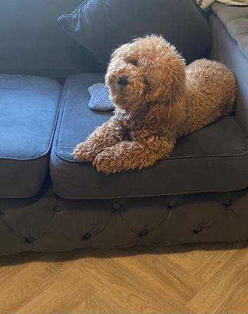 Poochon