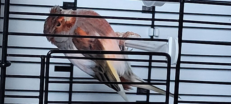 Looking for a harlequin hen