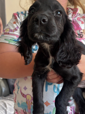 Cocker spaniel boy