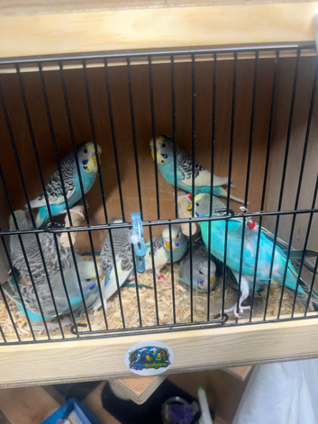 This years budgies