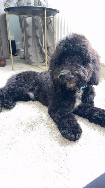 Beautiful 7 month old Cockapoo