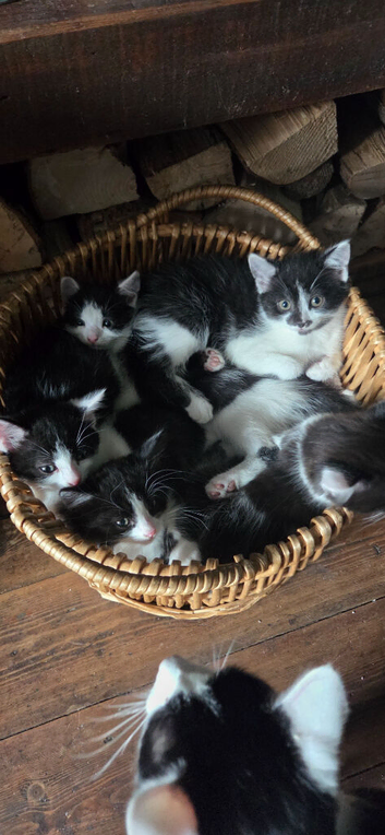 black and white kittens sime fluffy and black fluffy kitten