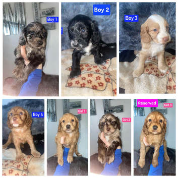 x2 Girl & x4 Boys Available - Cockapoo Puppies