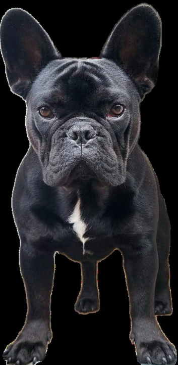 Male 1.5 year old