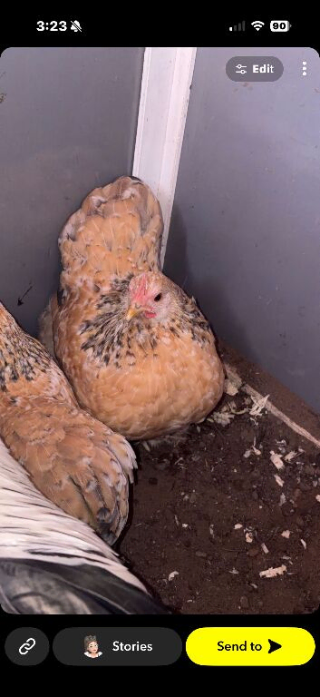 Rooster and 2 cute hens