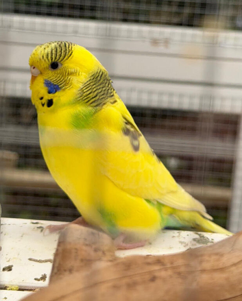 Yellow & green young budgie