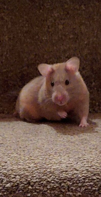 Female syrian hamster