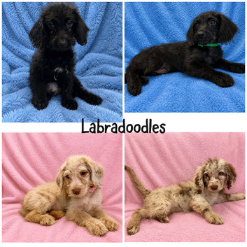 Labradoodle F1B Health clear pups