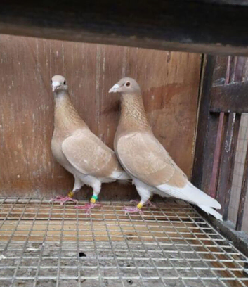 Yellow racing pigeons