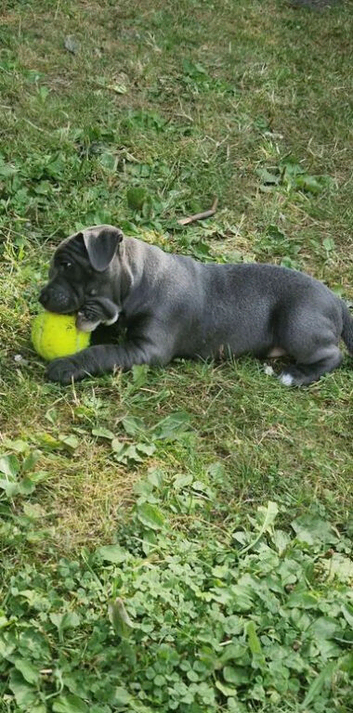 Staffordshire Bull Terrier Pups