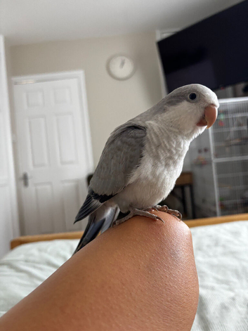 LAST hand reared Quaker baby